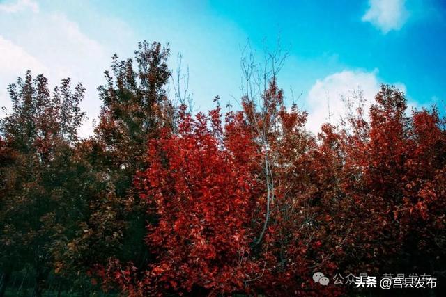 藏不住了！莒县这片“红枫秘境”美成油画
