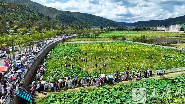 文化中国行｜峨山县首届荷花节启幕——丰收峨山 荷韵飘香