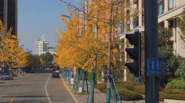 新津藏了条“似锦街”，一半金黄，一半滚烫