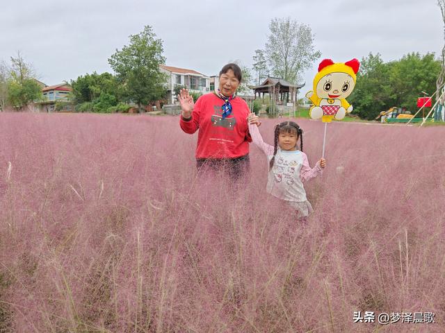 湖北：国庆节网红打卡地 云梦花开十月紫黛草韵染秋色