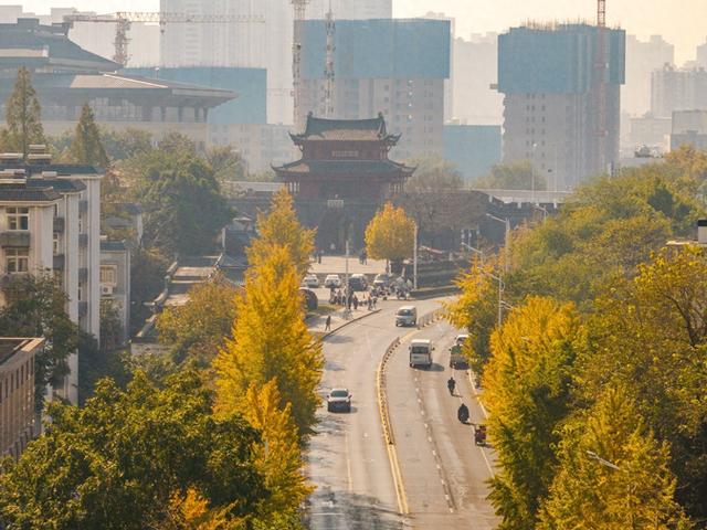 留住秋日这抹金黄，首义路银杏大道“落叶缓扫”