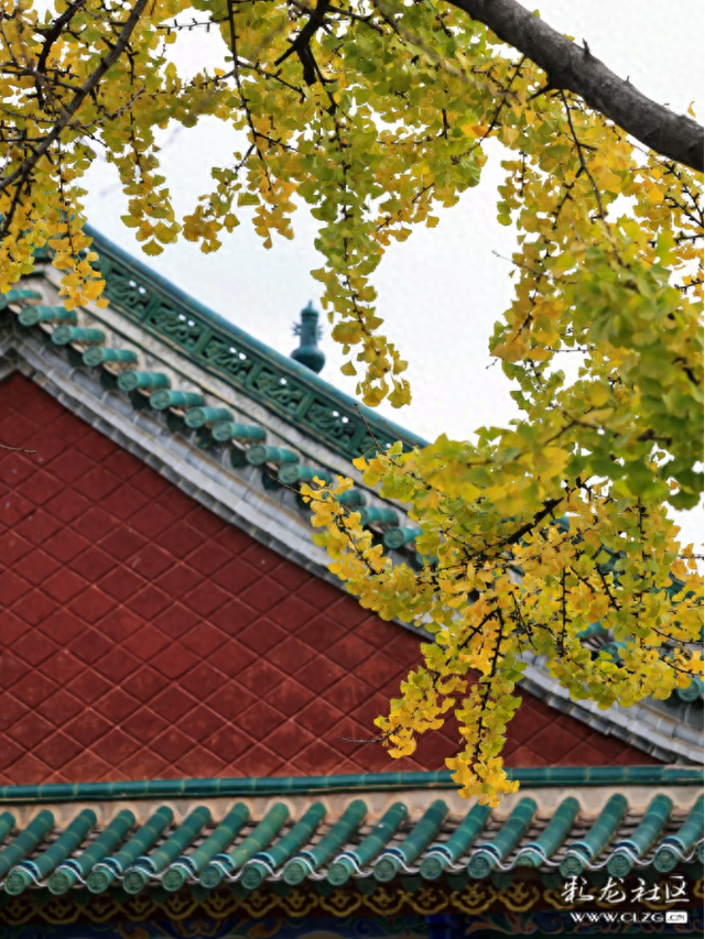 昆明翠湖怎么玩？初冬赏杏观鸥看枫叶，全都是美景！（附攻略）