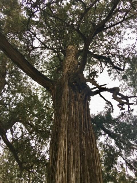 北京最嚣张路霸古树矗立密云北大街中央树龄比明朝建县还老200年