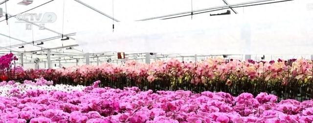 中秋“花好月圆”催热“花样经济”：鲜花销售旺，花海旅游火