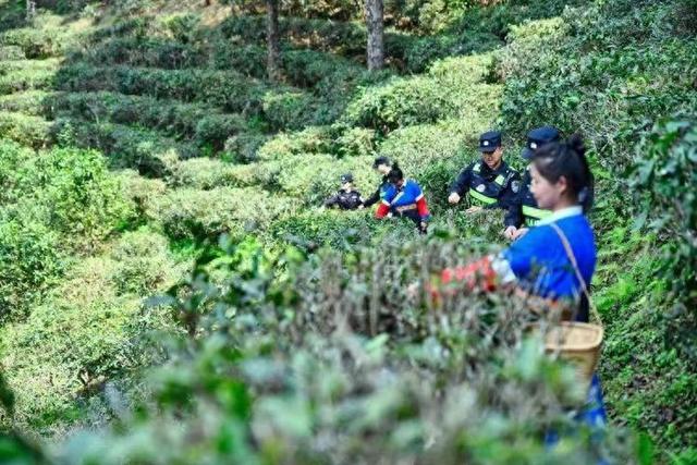 寻找远去的故事——西双版纳古六大茶山新探之一(三)