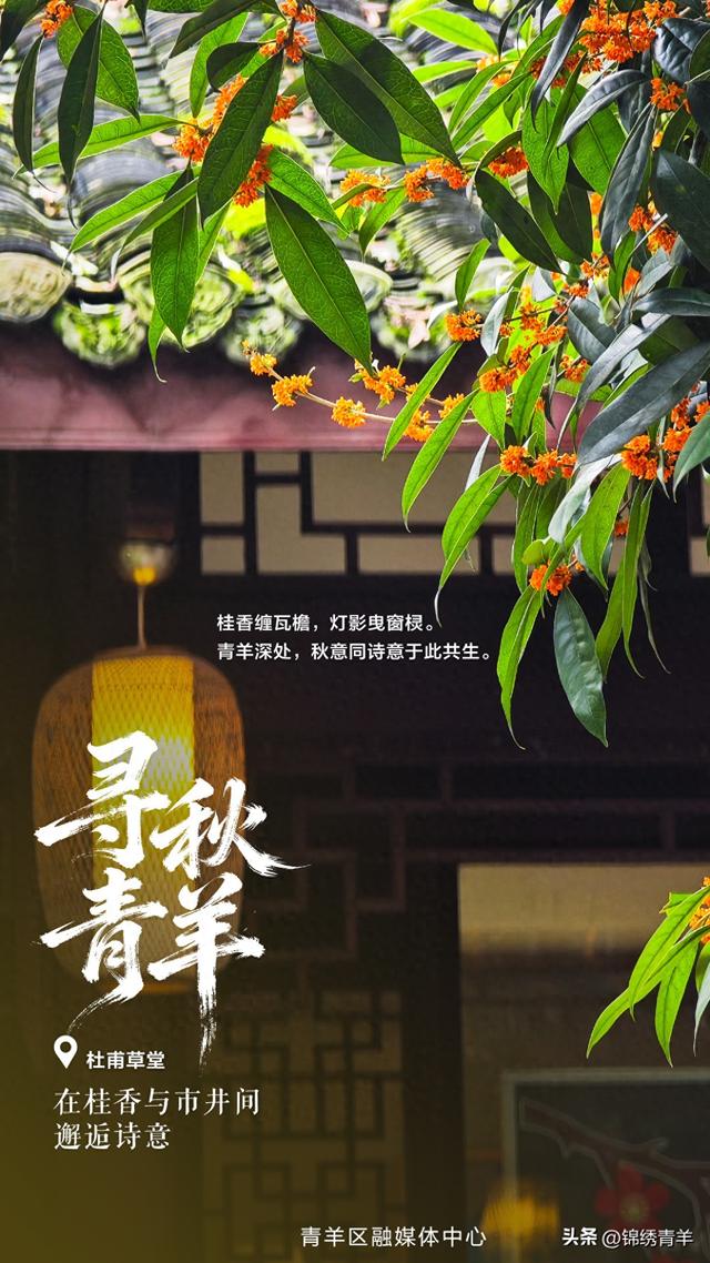 寻秋青羊：在桂香与市井间邂逅诗意
