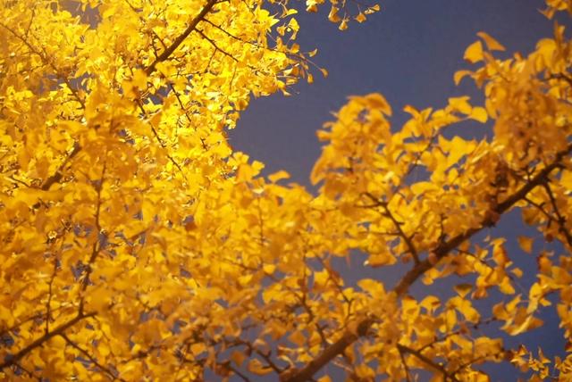 一树金黄一城诗：七星关银杏点亮初冬的温柔