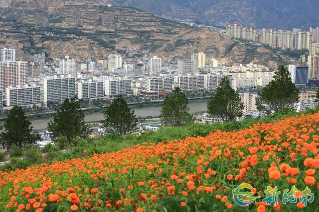 金色花海绽武都，清风迎客踏花来