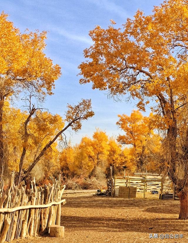 沙雅县470万亩胡杨正把全年最浓烈的色彩最后一次性释放出来