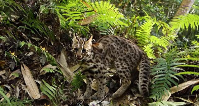 河南洛阳出现“石虎”，躲在草丛中被无人机拍到，眼神非常警惕