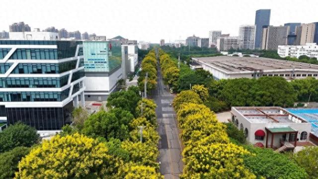 初秋的“黄金雨”就藏在普陀这条路上→