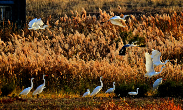 我与黄河文化地标|色彩斑斓黄河口