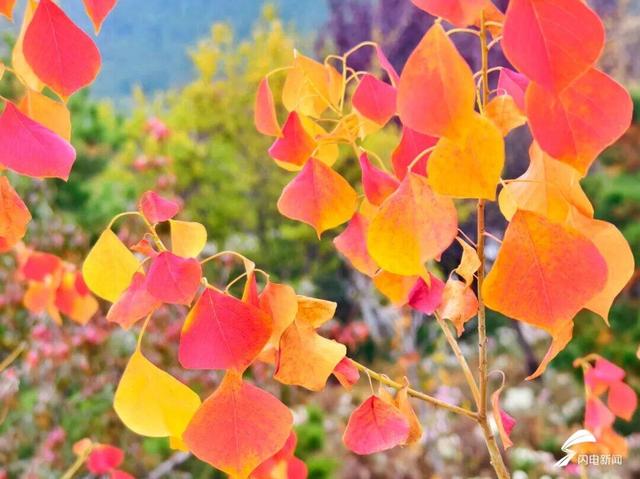 组图丨泰山天外村新植乌桕叶正红 这才是初冬该有的样子