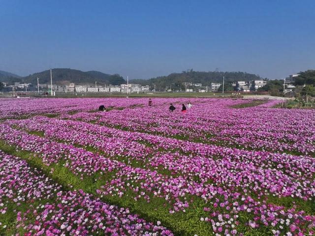 冬日粉色浪漫藏不住了！江门邀你赴约→