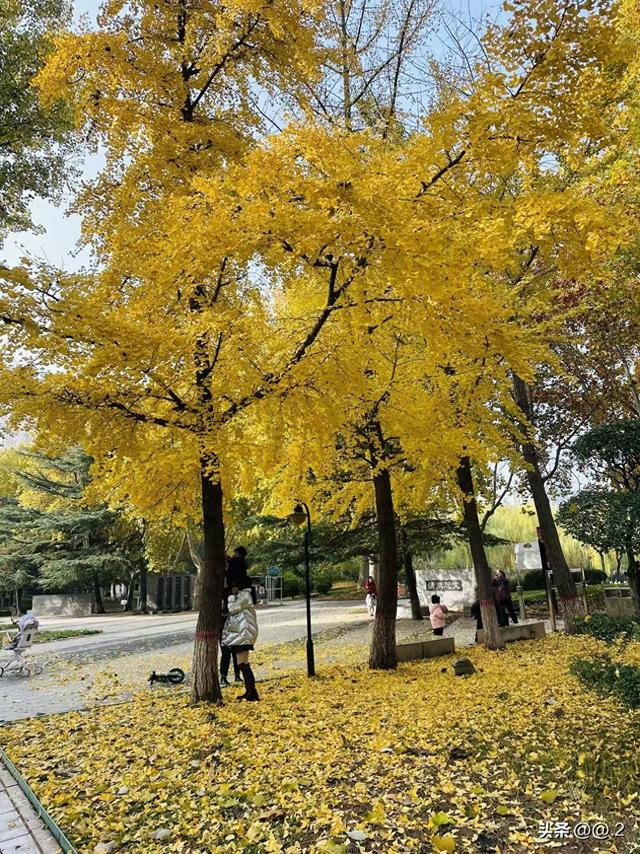「石家庄拾秋日纪」裕西公园的银杏，黄了