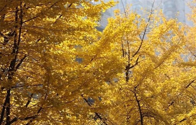 贵阳冬季文旅“热”力全开