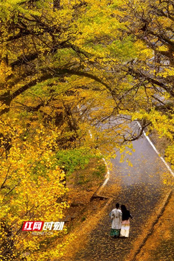 桐子坳还能这样玩②解锁秋日新体验：文创互动让银杏季更出“圈”