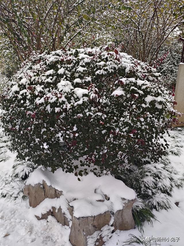 踏雪访梅，不为风雅只为美