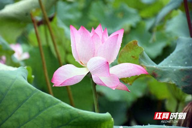 衡阳：荷韵悠悠入画来
