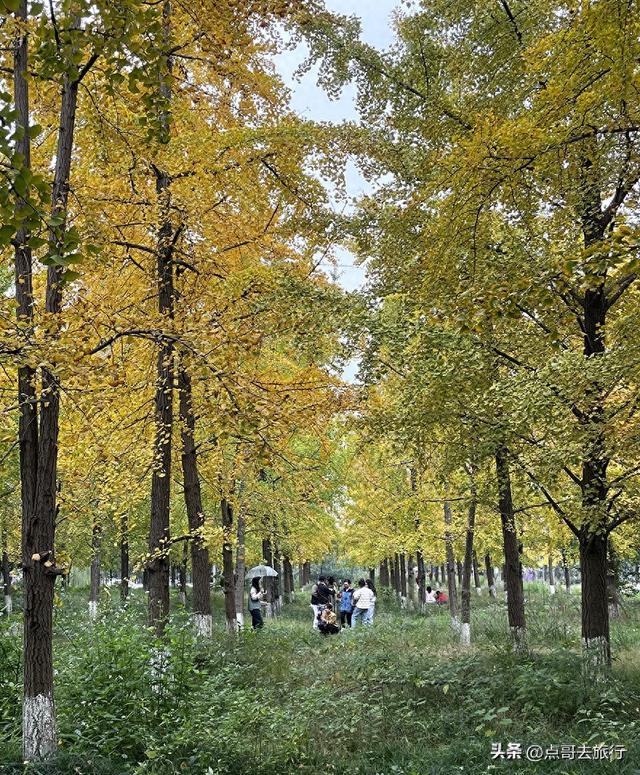 成都市区最大银杏林，金黄如海超壮观，不要门票，地铁公交直达！