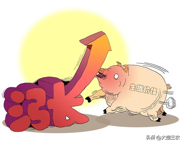 【明日猪价】11月11日猪价有变，五个省份微跌，猪价会转跌吗？