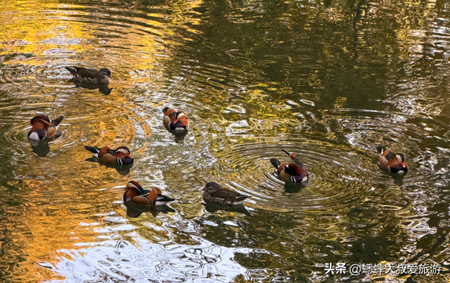 来了杭州“西湖枫景”才知道，原来中式氛围绝美优雅，可免费观赏
