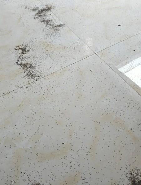 这种虫子看到一只，你家里很可能已有很多只了……