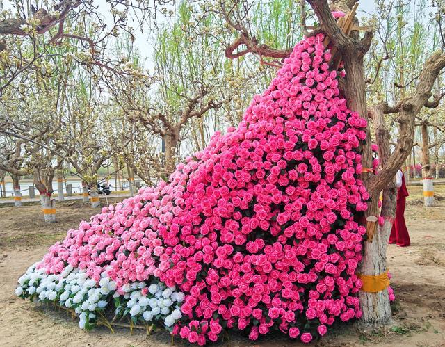 清明，一起来库尔勒度过梨花满城的最美时光