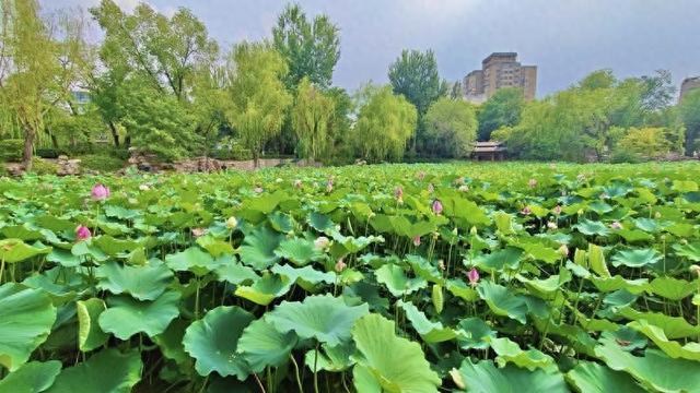 西安莲湖公园荷花绽放