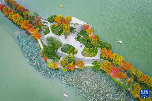 秋意渐浓，玄武湖台菱堤已“上妆”