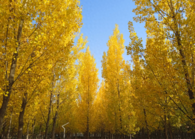 金水生态公园秋色如画 满园“黄金甲”演绎自然交响