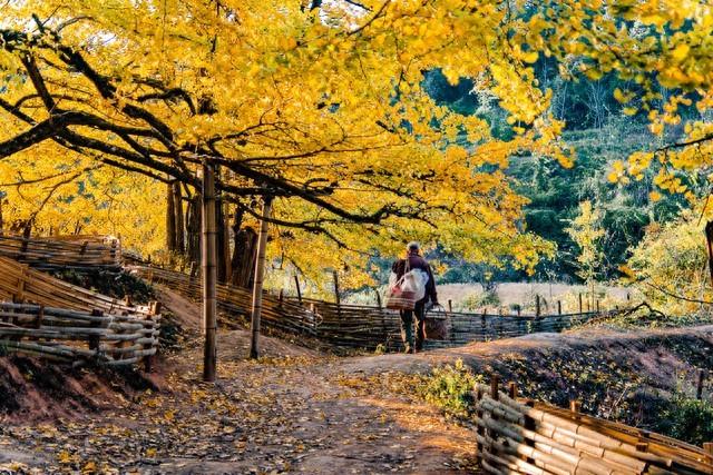 广东冬日封神路线！红叶燃秋、银杏铺金、禅钟洗心，12月出发正好