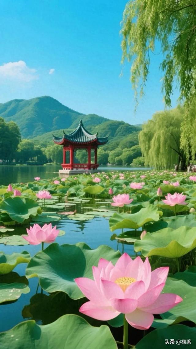 满塘盛开着粉嫩的荷花，宽大翠绿的莲叶层层叠叠，尽显生机与美丽