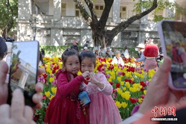 广州沙面岛郁金香绽放引游人