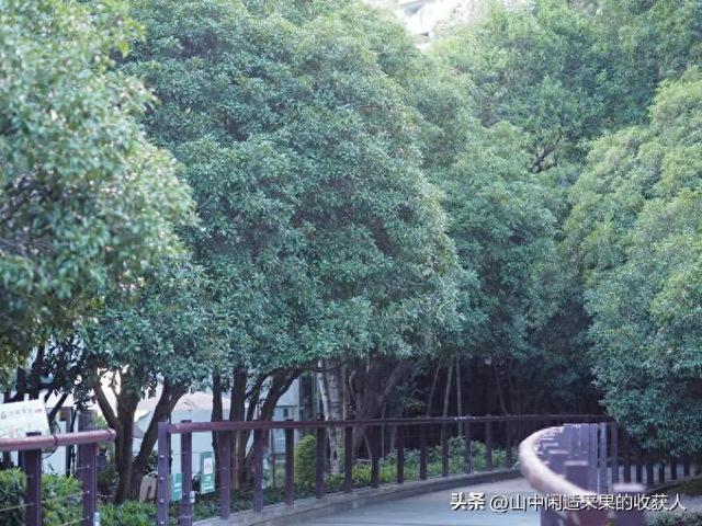 今年桂花开了吗？附近哪里可以看？