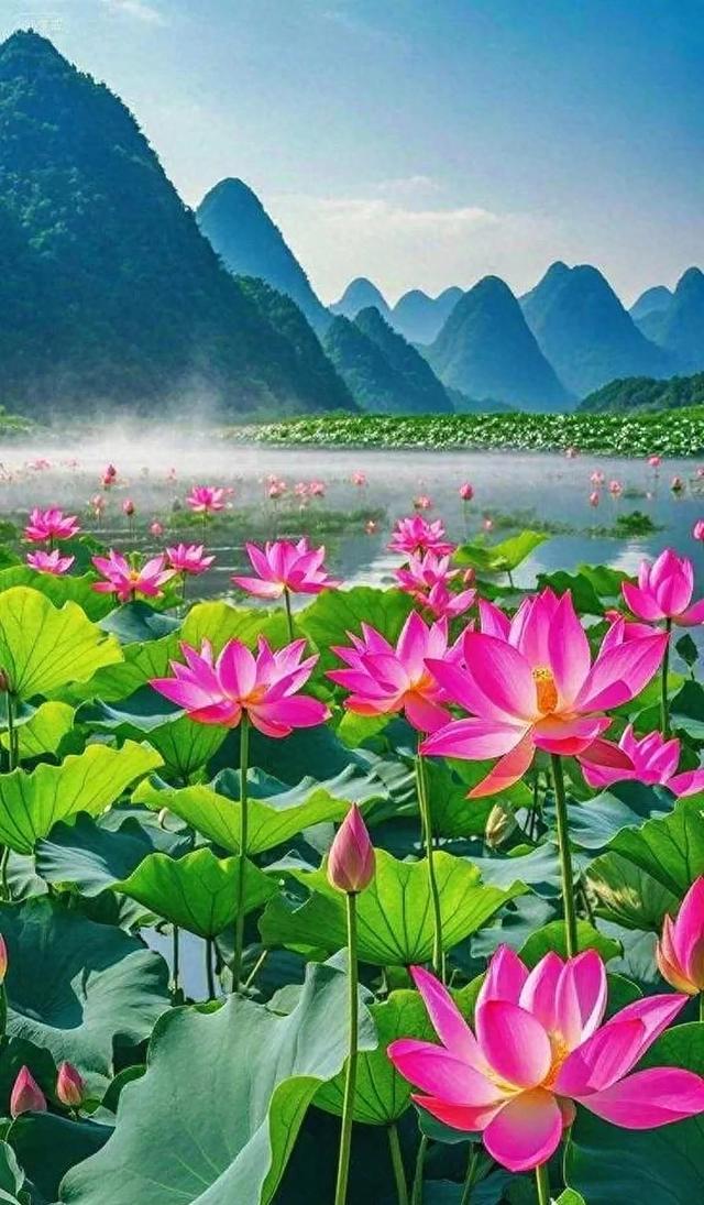 粉荷映青山，绝美好景