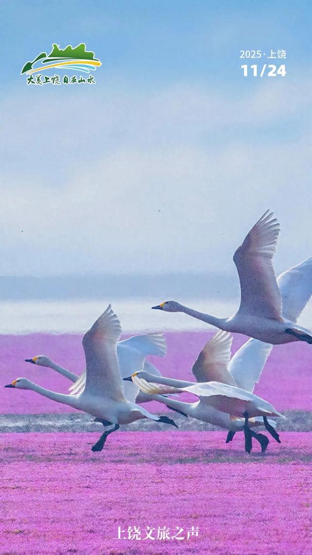 粉紫花海正上演“限定童话”，花期即将结束！