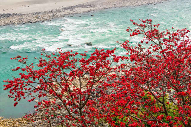 保山潞江坝迎来木棉花盛放期