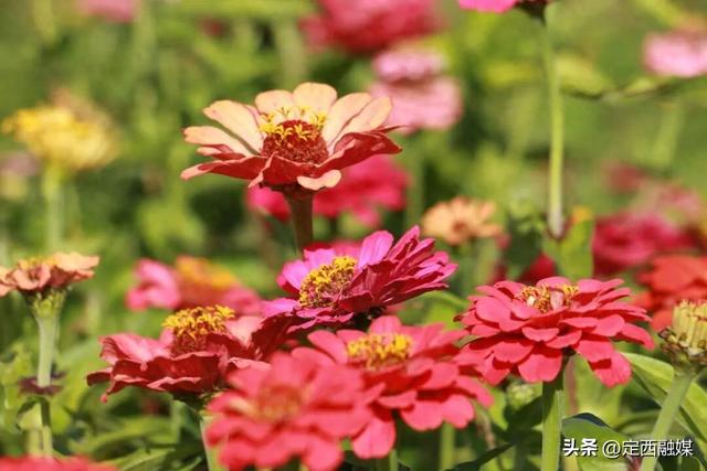 岷县：牧马滩秋日百花争艳引客来