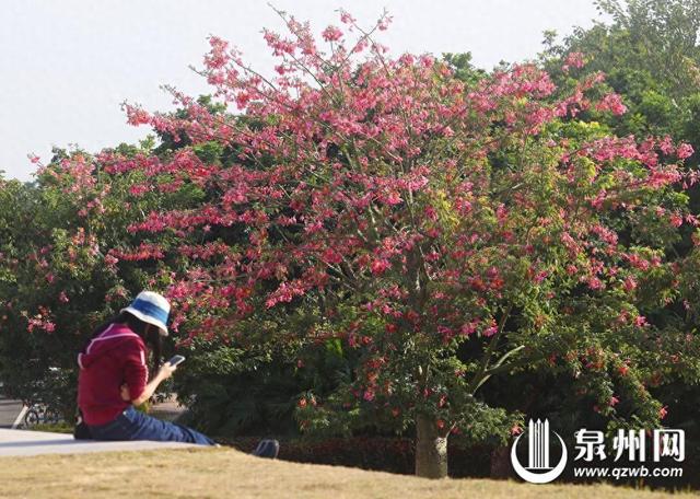 冬景缤纷似春华 来泉州赏南国冬韵图