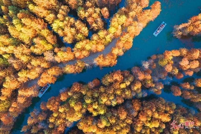 冬日红杉林景美如画