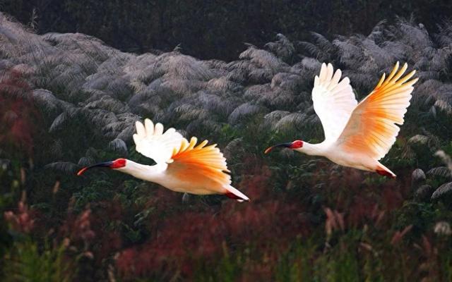 元旦开放！可以去绿心公园看朱鹮、猕猴啦......