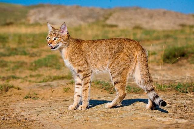 洛克王国埃及宠物大全（全世界100个宠物猫品种大赏）