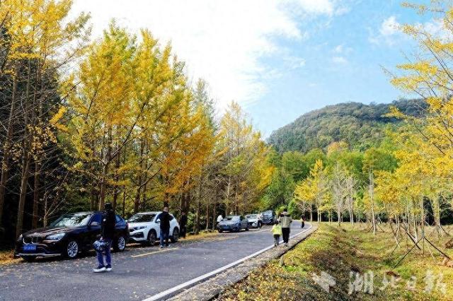 钟祥大口森林公园：银杏披金甲 游客醉秋光