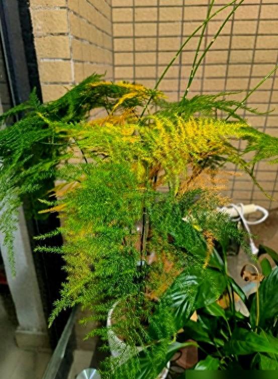 “阴花不能进阳宅”	，家里若有这5种花,请赶紧搬出去！