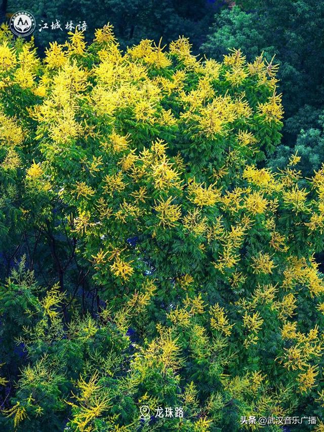 花海上新，武汉限定秋景约你散步！