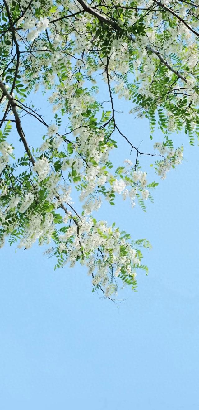 #治愈系风景 #全屏高清手机壁纸