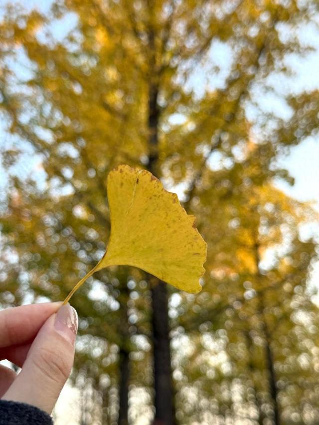 @长沙人，这份银杏观赏指南请查收！解锁初冬限定浪漫