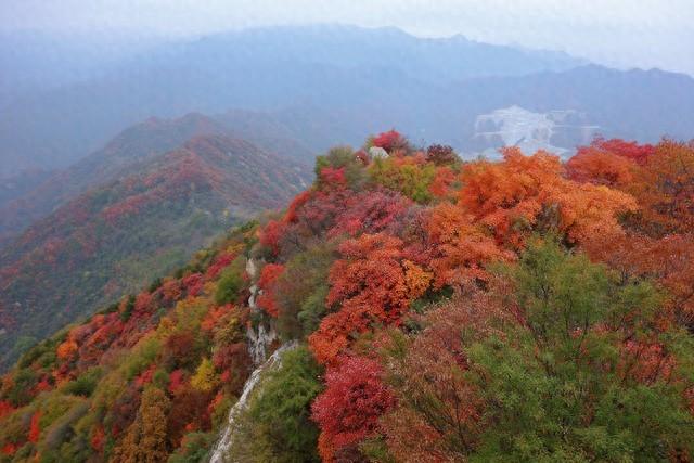 东边邻国马上看不到，国人真有福！几个能看熊猫的景点赶紧去打卡