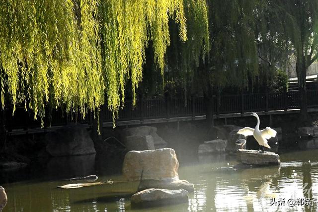 广平：初冬天鹅湖美如画